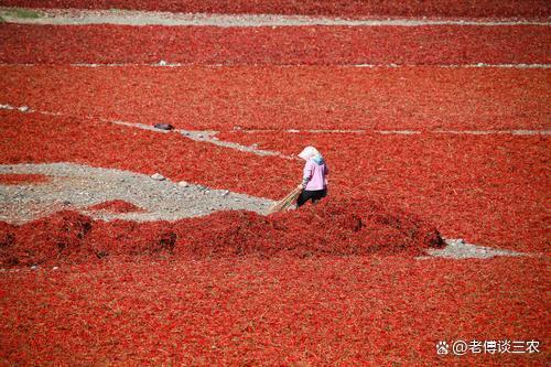 农民进城打工不如去新疆种地，包吃住每月一万元好挣，你认为低吗