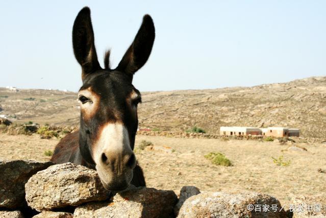 如果有一天你没钱，没人脉还想翻身，牢记犹太人“卖驴”的思维