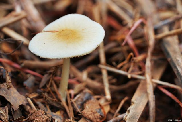 混迹职场的十大理论之九：蘑菇管理
