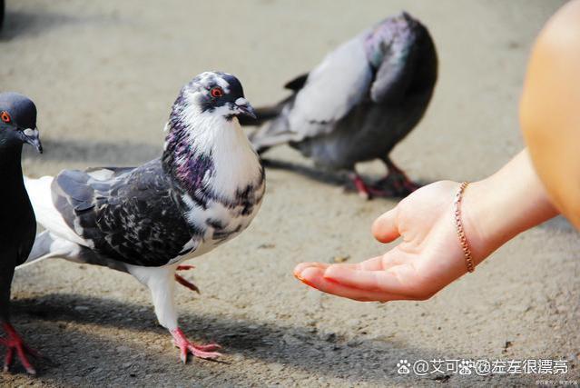 没钱没人脉时，牢记犹太人的“养鸽子思维”能帮你赚到第一桶金