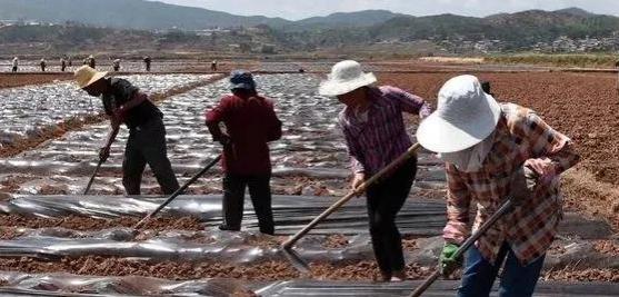 年轻人不愿种地，都去打工，地怎么办？这三类人机会来了