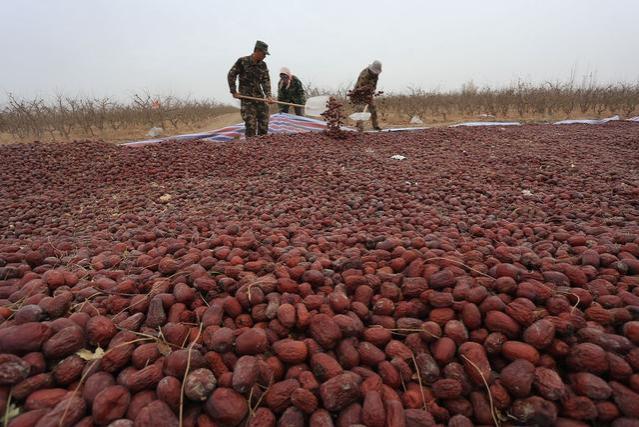 河南小伙在新疆种100亩地大枣，每年能产大枣70吨，赚钱吗？