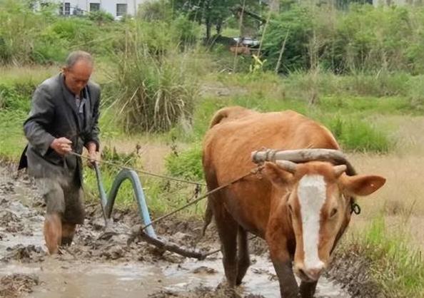 有专家建议，农民和公务员退休金一致，能实现吗？