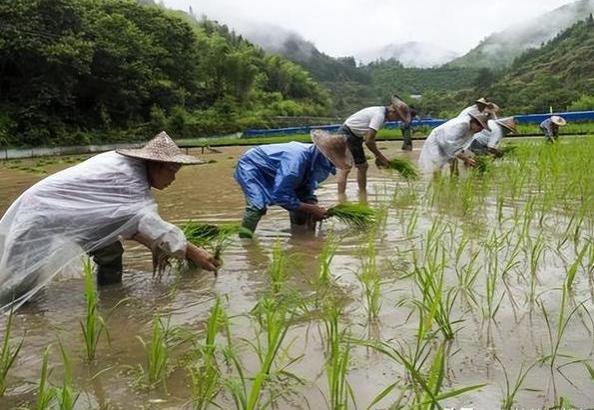 60周岁以上农民禁止打工？中央决定：农民领取“退休金”新规！