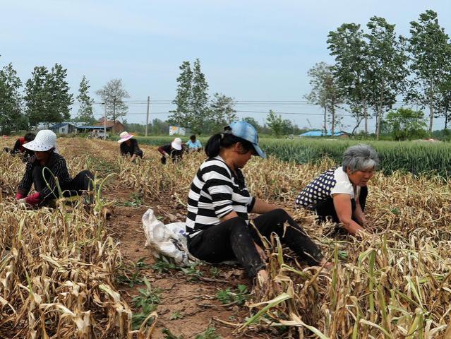 反对实行“全面免费医疗”和“给农民发养老金”，原因有哪些呢？