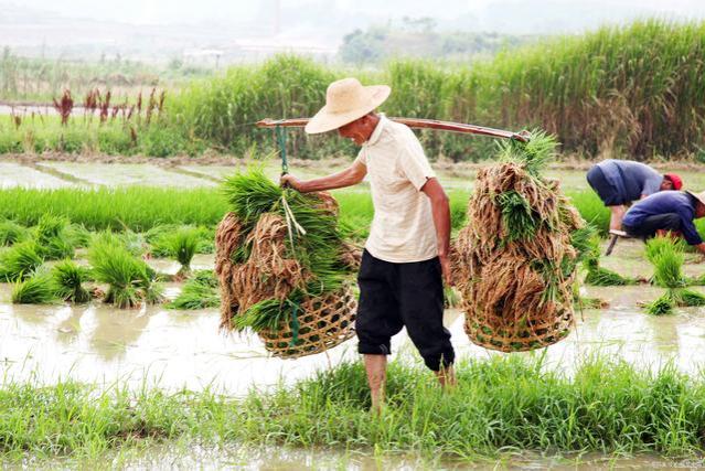 好消息！70岁以上的农民，每月可领养老金500元，真的假的？