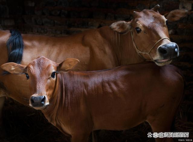 如果有一天你没钱、没人脉了，请牢记犹太人“出售死牛”的方法