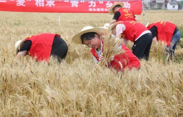 村干部出现“辞职潮”，好不容易被选上了，为何要急着选择离职？