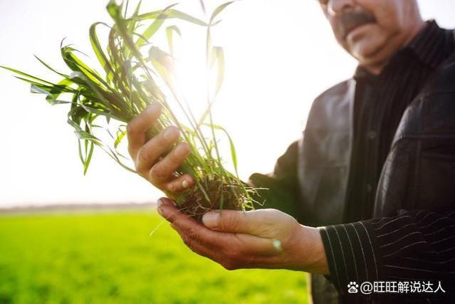 专家与农民对话中被“怼”，专家竟无言以对，原来种地真的不赚钱