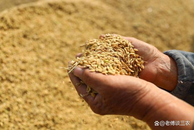 农民工返乡租800亩水田种水稻，不仅没赚钱反而亏本，原因在哪里？