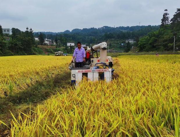 农民工返乡租800亩水田种水稻，不仅亏本而非赚钱，原因何在？