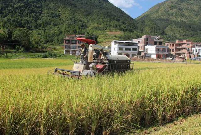 农民工返乡租800亩水田种水稻，不仅亏本而非赚钱，原因何在？