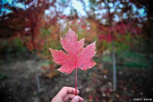 00<span style='color:red'>后</span>真<span style='color:red'>的</span>没有<span style='color:red'>人</span><span style='color:red'>情</span><span style='color:red'>世</span><span style='color:red'>故</span>吗？