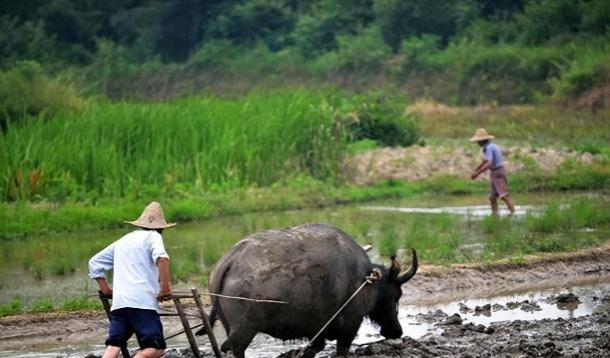 为何建议大家退休之后，不要回农村养老？五个现实原因揭开谜底