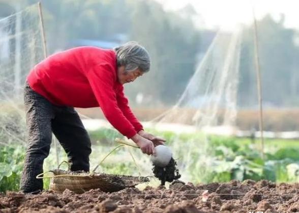 农村出现“躺平一族”，躺平人：年年打工年年穷，养猪不如养老