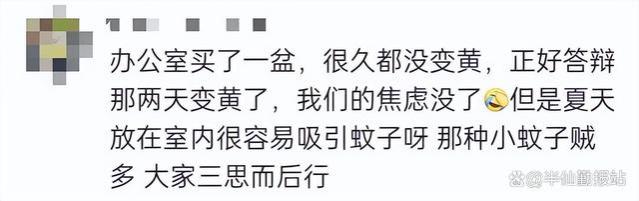 “蕉绿”霸主：大厂员工离职后卖蕉绿月入200万，谐音梗创业传奇